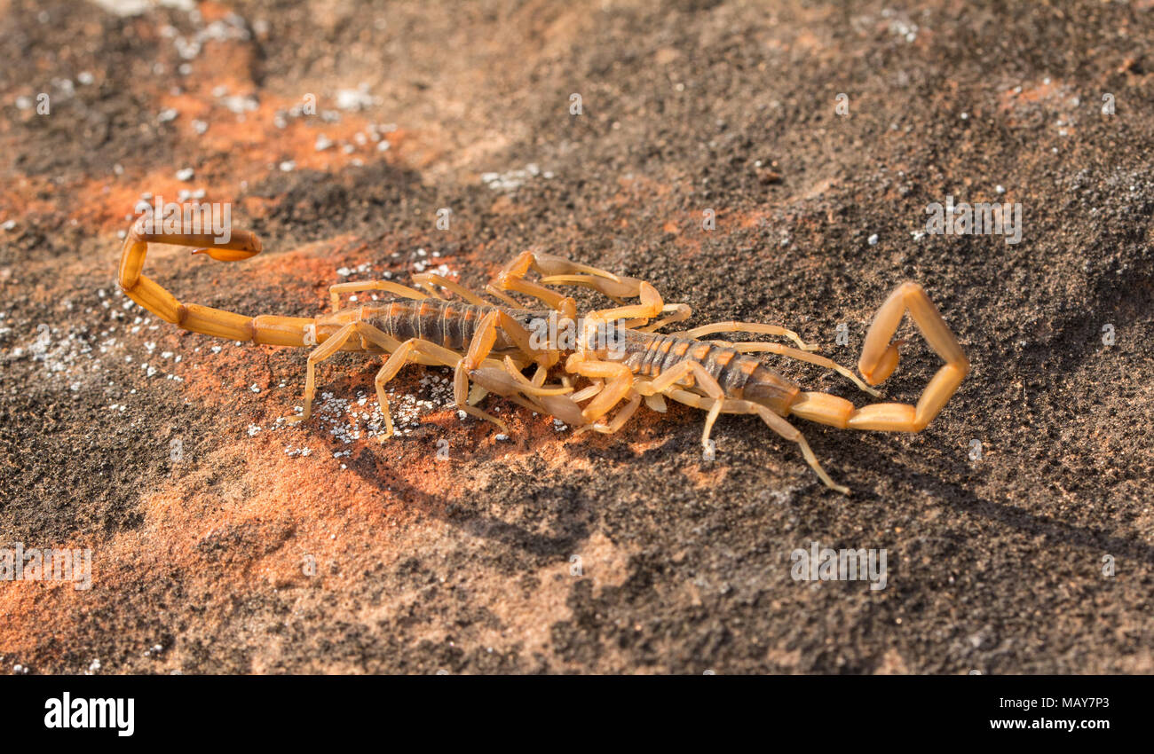 Due corteccia a strisce scorpioni impegnati in passeggiata a deux, una danza di accoppiamento, con maschio tenendo la femmina dalle pinze Foto Stock