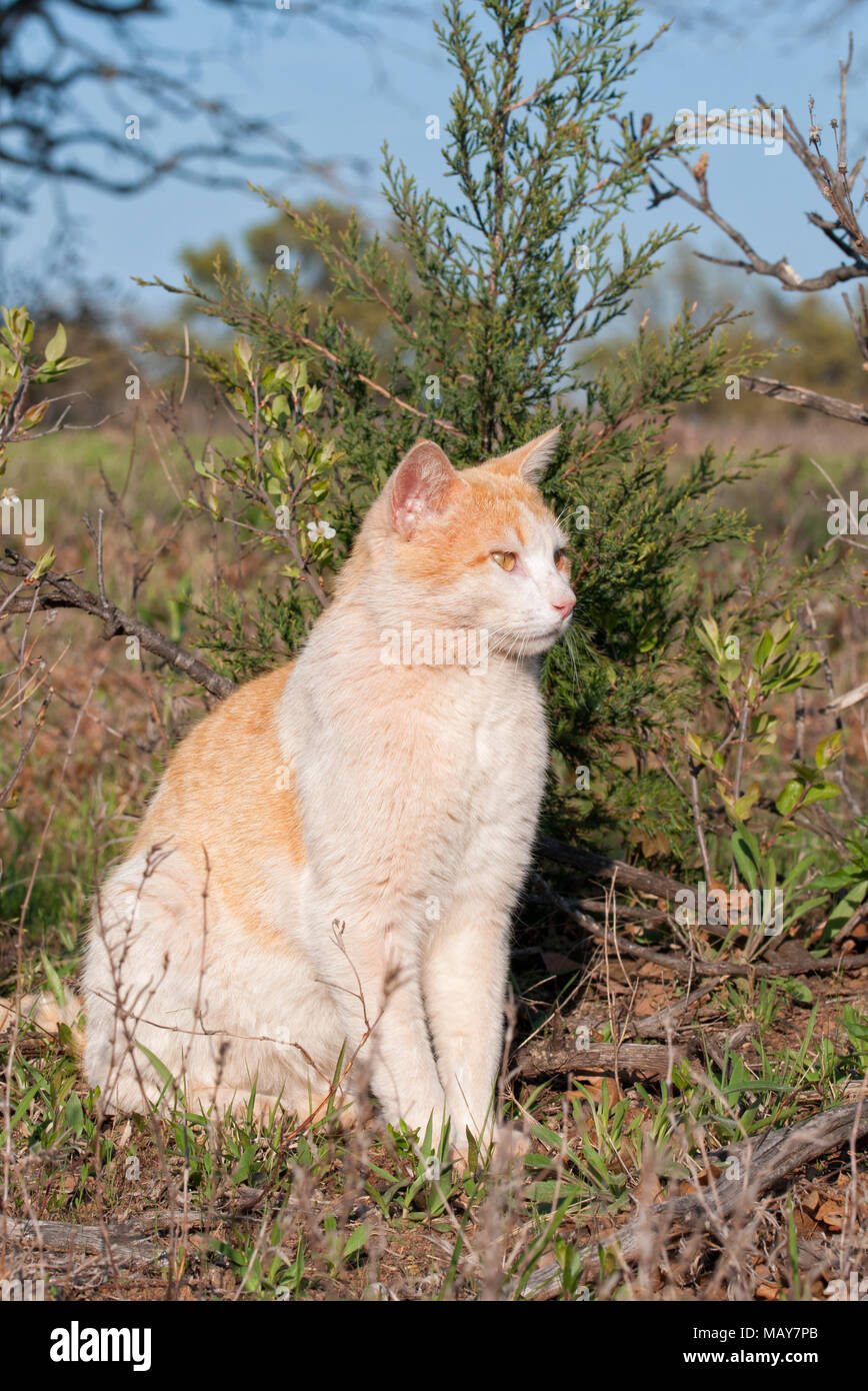 Lo zenzero e white stray tomcat seduto davanti a un piccolo albero di cedro nel sole di primavera Foto Stock