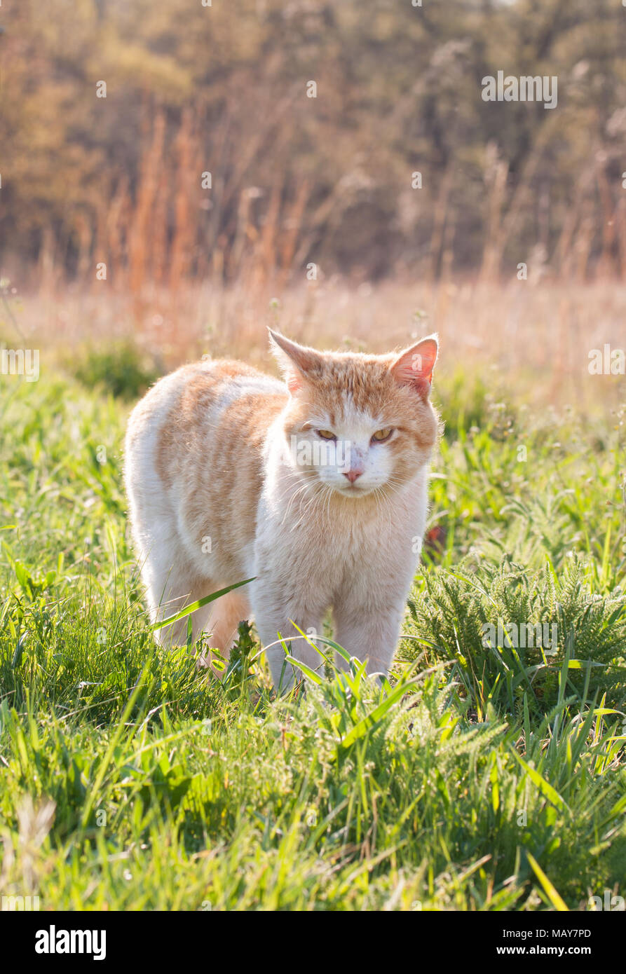 Patinato bianco e zenzero gatto randagio nella primavera erba, retro illuminato dal tardo pomeriggio sun Foto Stock