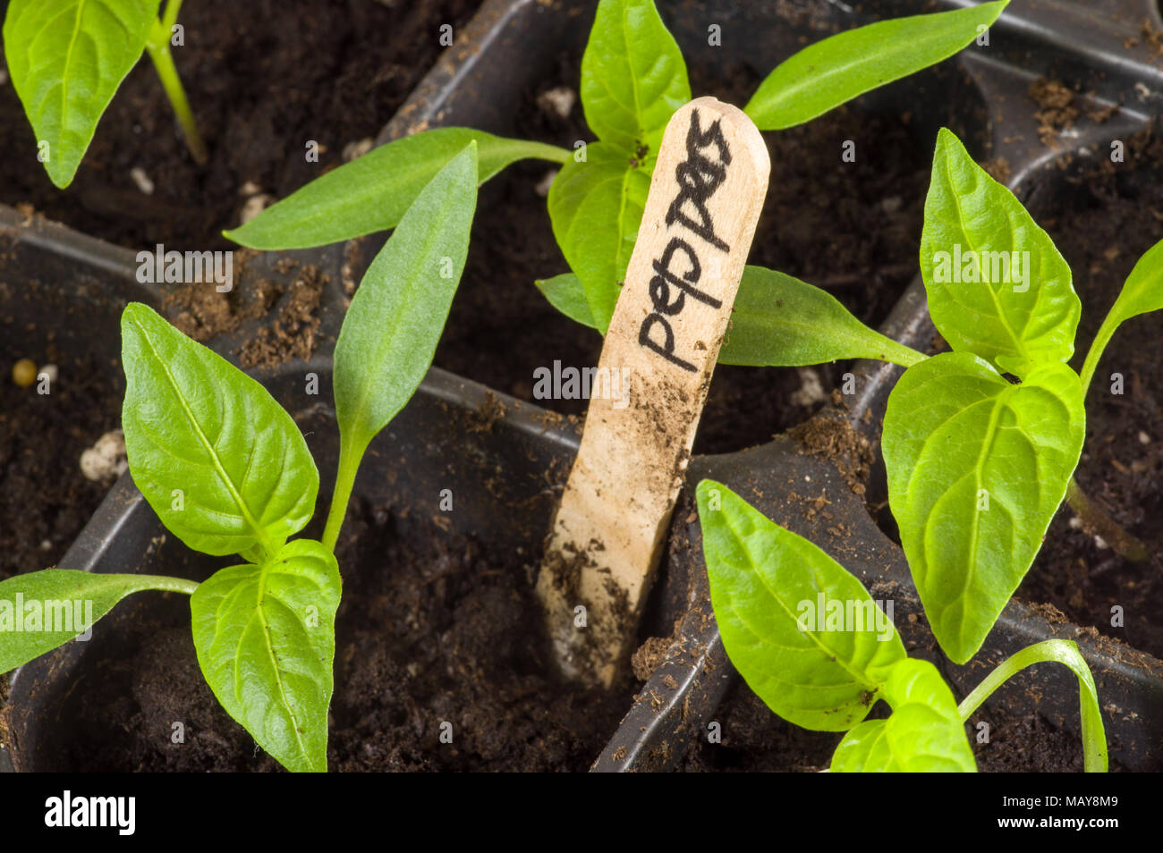 Giovani piante di pepe essendo cresciute dentro in vassoi per piantare in  giardino Foto stock - Alamy