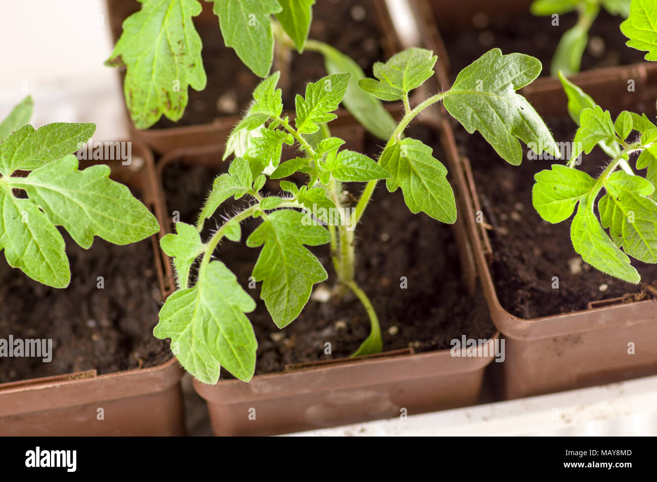 Giovani piante di pomodoro essendo cresciute dentro in vasi per piantare in giardino Foto Stock