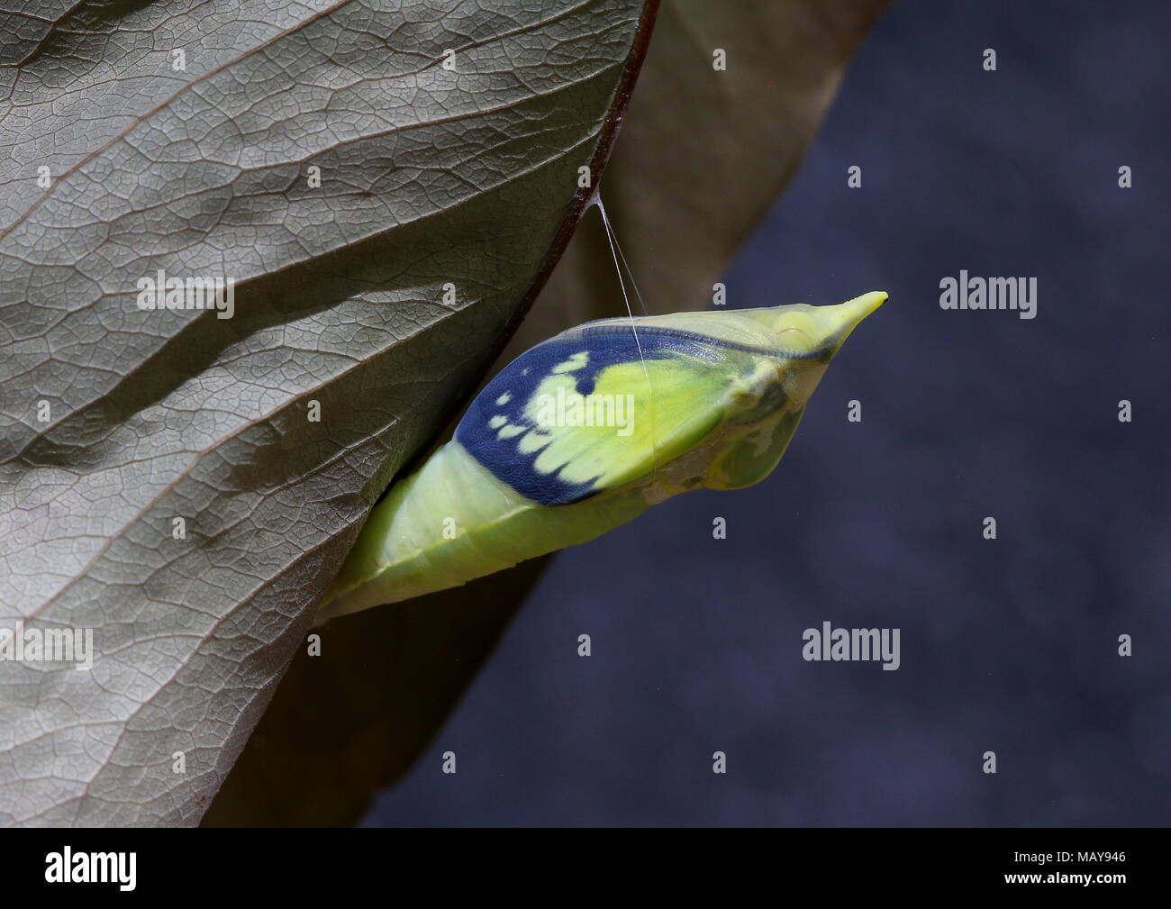 Pupa matura della farfalla comune emigrante o Limone Emigrante, Catopsilia pomona con pad ad ala trasparente che mostra l'ampio bordo nero Foto Stock