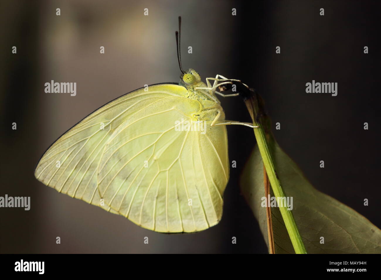 Catopsilia pomona, l'emigrante comune o di limone emigrante butterfly dopo eclosion Foto Stock