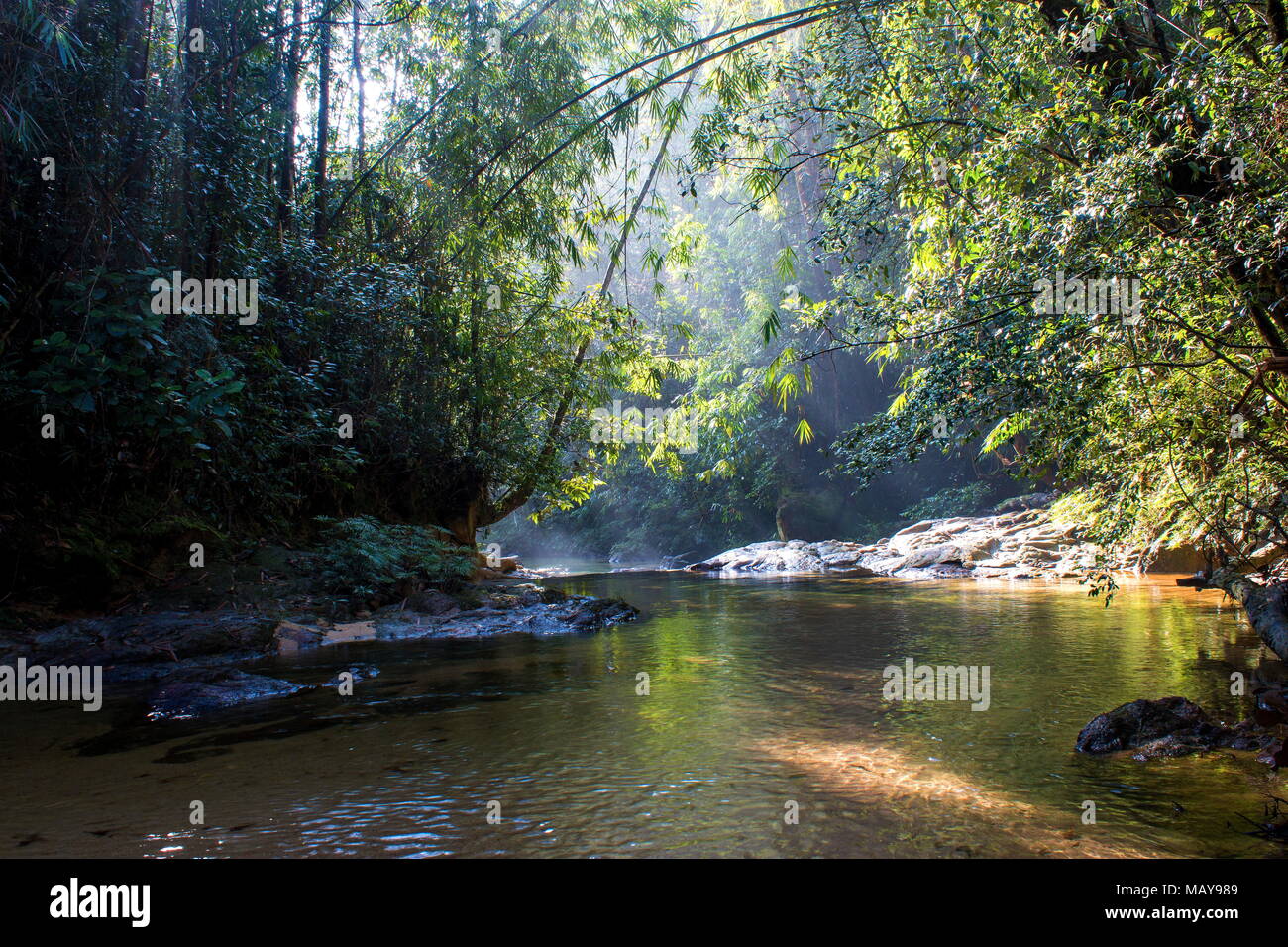 Scenario della luce del sole di mattina fa capolino nella giungla, cadere dolcemente sul fiume all'interno di una giungla tropicale. Foto Stock