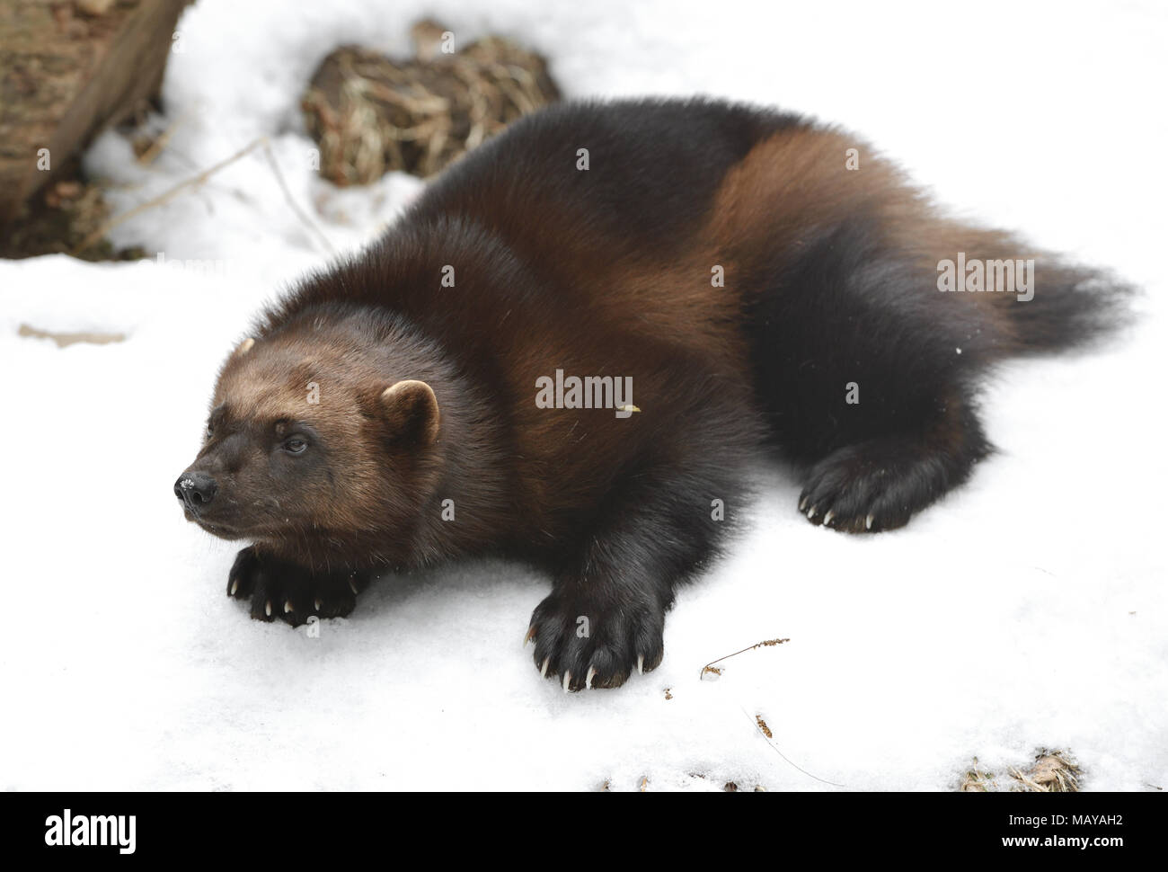 Wolverine, Gulo gulo Gulo (è Latino per "mangione'), a cui si fa riferimento anche come ghiottone carcajou, skunk orso, o quickhatch, sulla neve (focus sul muso) Foto Stock