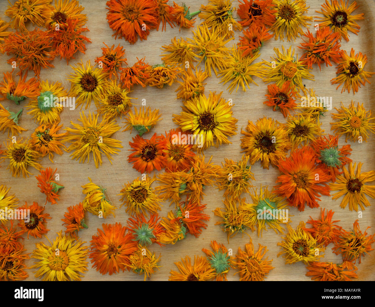 Essiccazione di fiori di Calendula officinalis, fiori di Marigold nel processo di essiccazione. Backgound. Sfondo. Foto Stock