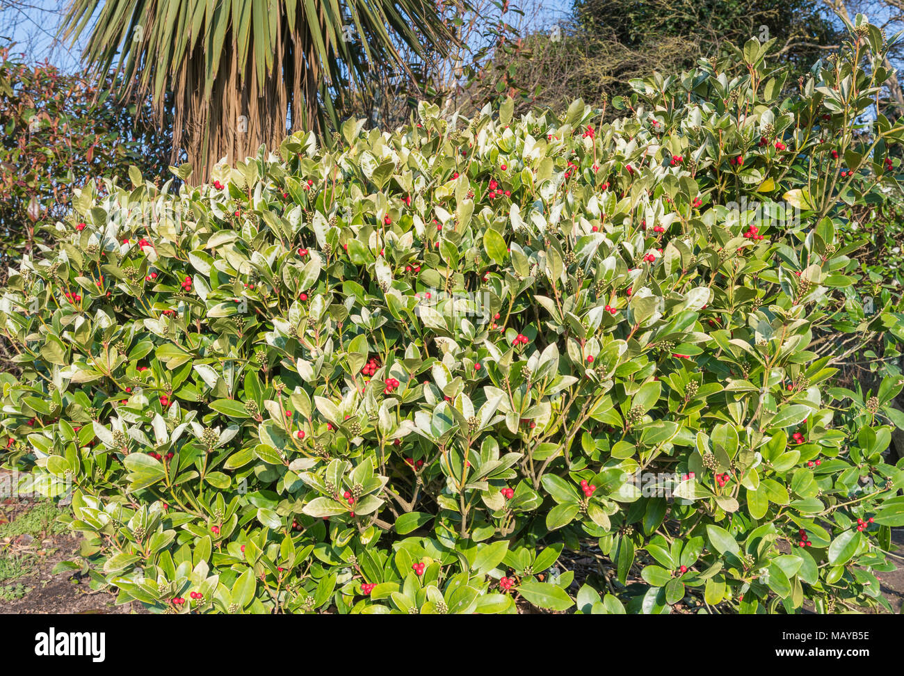 Giapponese di alloro (Aucuba japonica) bush con bacche rosse che crescono in un parco in inverno nel West Sussex, in Inghilterra, Regno Unito. Foto Stock