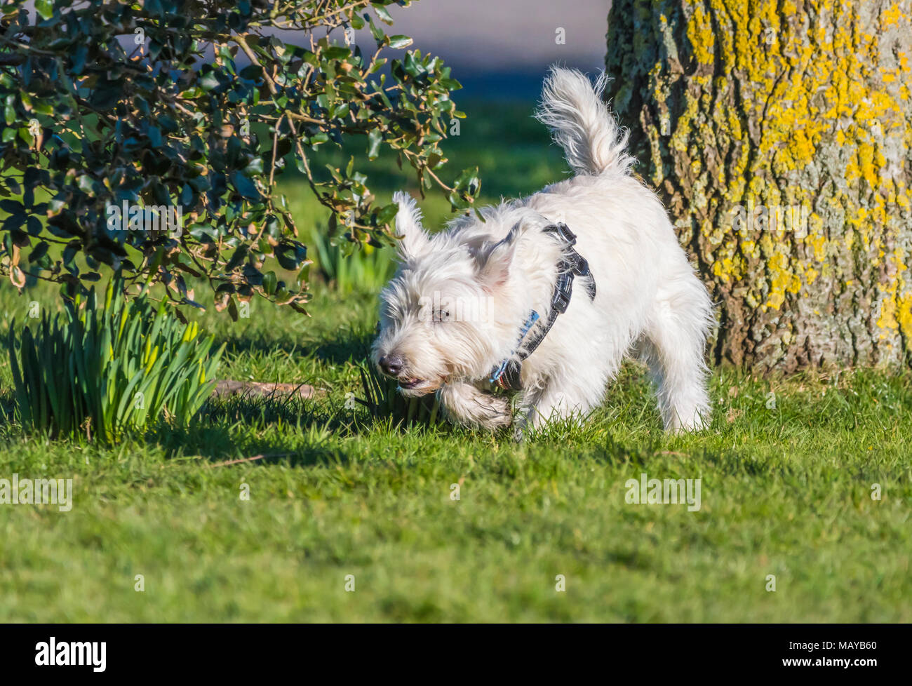 West Highland White Terrier cane sul prato in un parco nel Regno Unito. Westie cane. Foto Stock