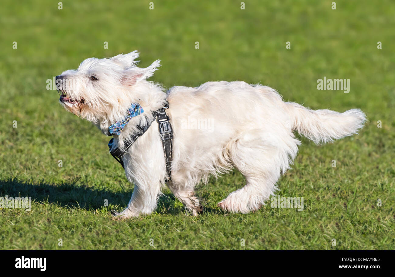 West Highland White Terrier cane sul prato in un parco nel Regno Unito. Westie cane. Foto Stock