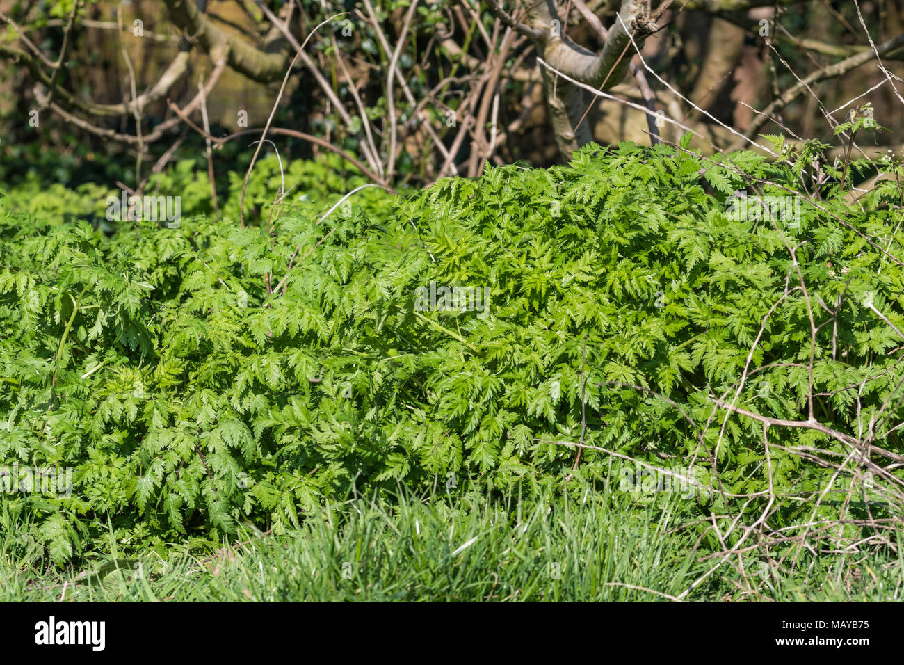Mucca prezzemolo (Anthriscus sylvestris, AKA Wild cerfoglio, fatturati selvatici prezzemolo, Keck) sottobosco crescono nei boschi sotto gli alberi in primavera nel Regno Unito. Foto Stock