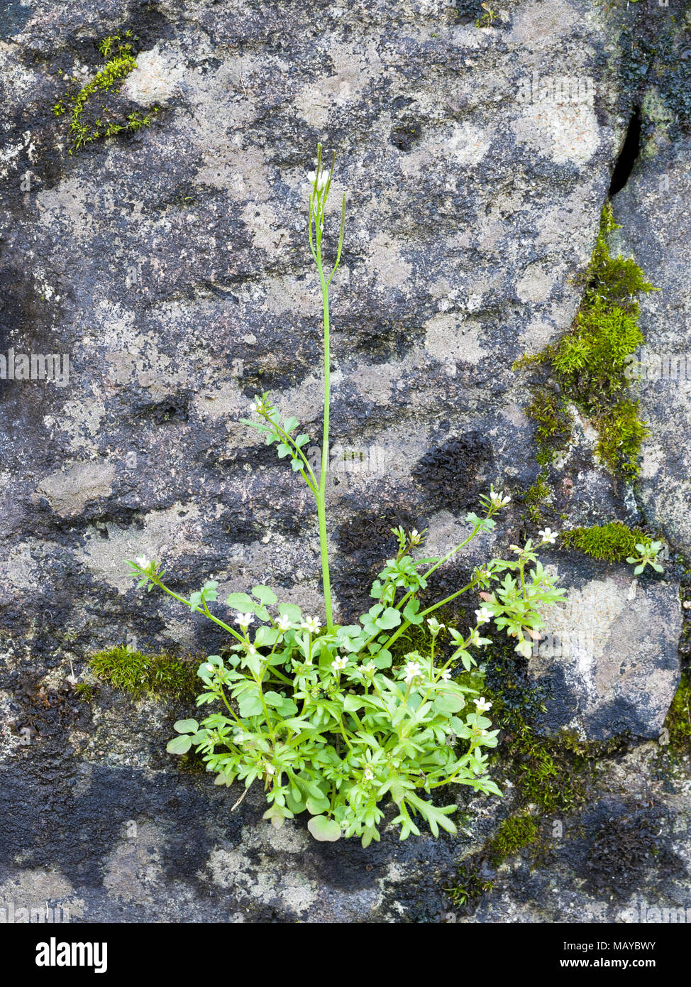 Hairy bittercress infestante in parete. Foto Stock