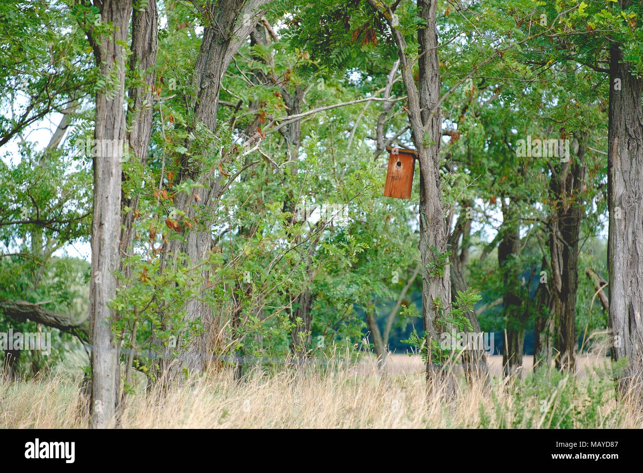 Bird house di Robinia pseudoacacia alberi Foto Stock