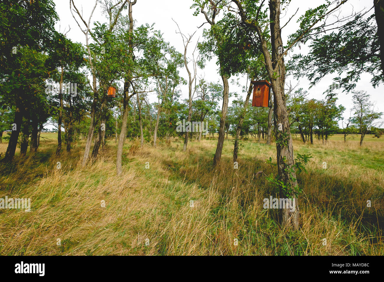 Uccelli case in pseudoacacia alberi in tempo ventoso Foto Stock