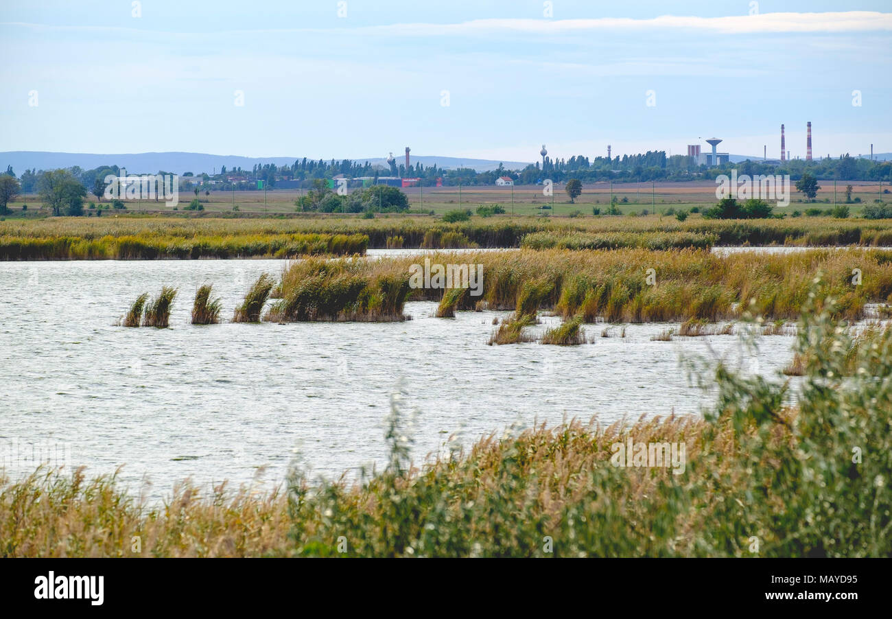 Reed stagno con una piccola città a distanza Foto Stock