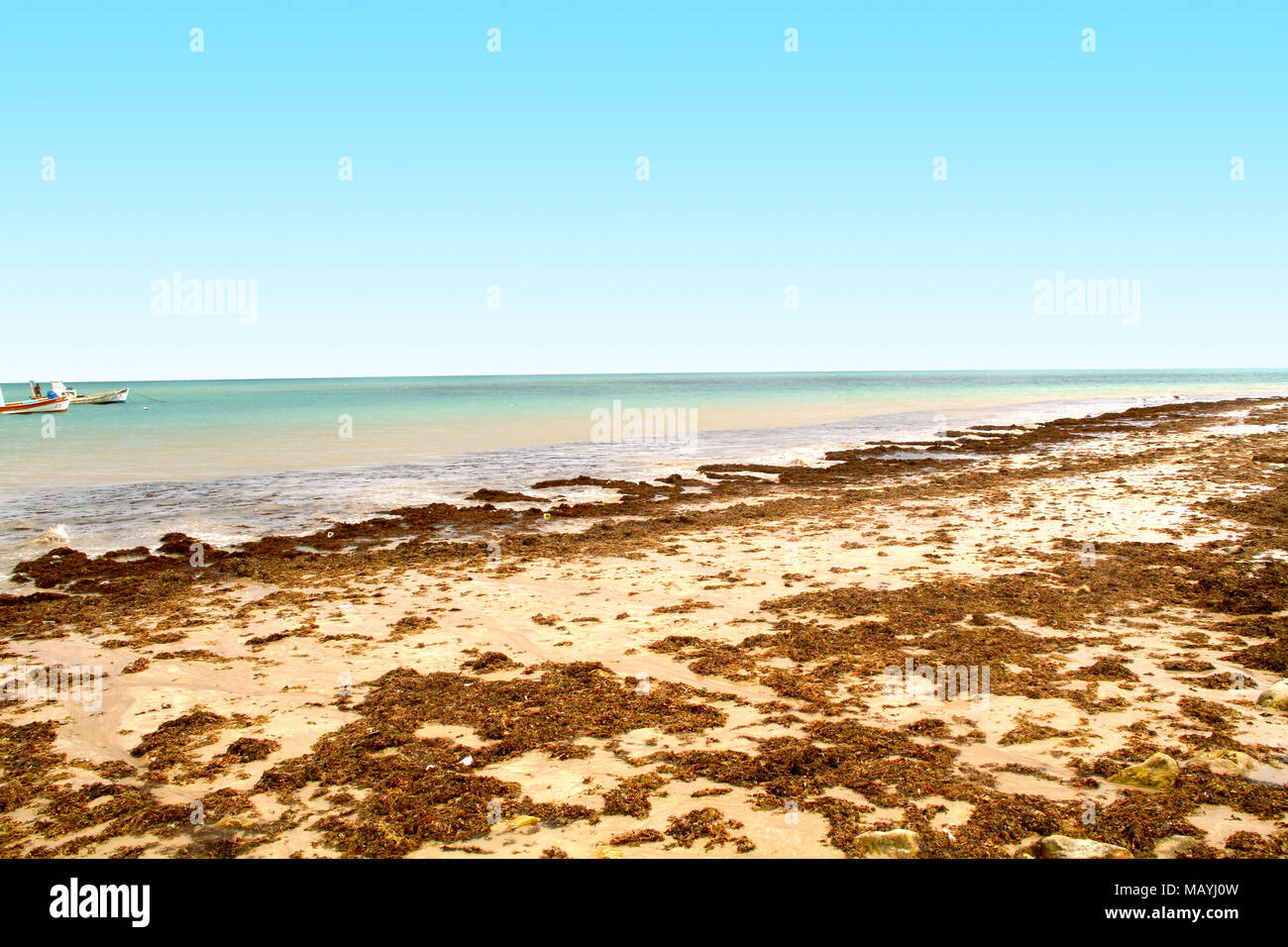 Alga verde su una spiaggia, João Pessoa, Paraiba, Brasile Foto Stock