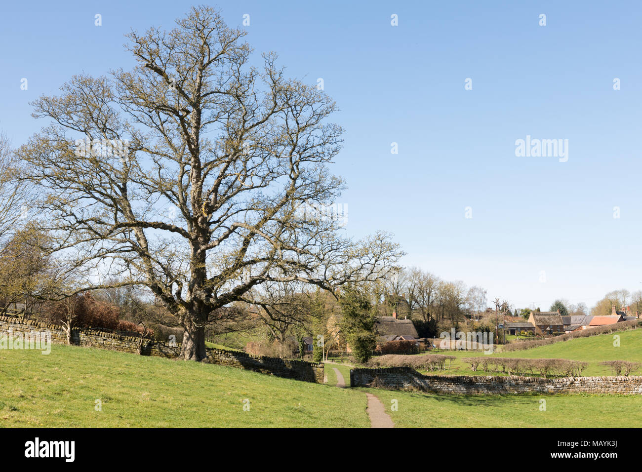 Un sentiero conduce attraverso una parete di pietra dominato da un grande albero maturo, nella distanza è il Northamptonshire village di Harlestone superiore. Foto Stock