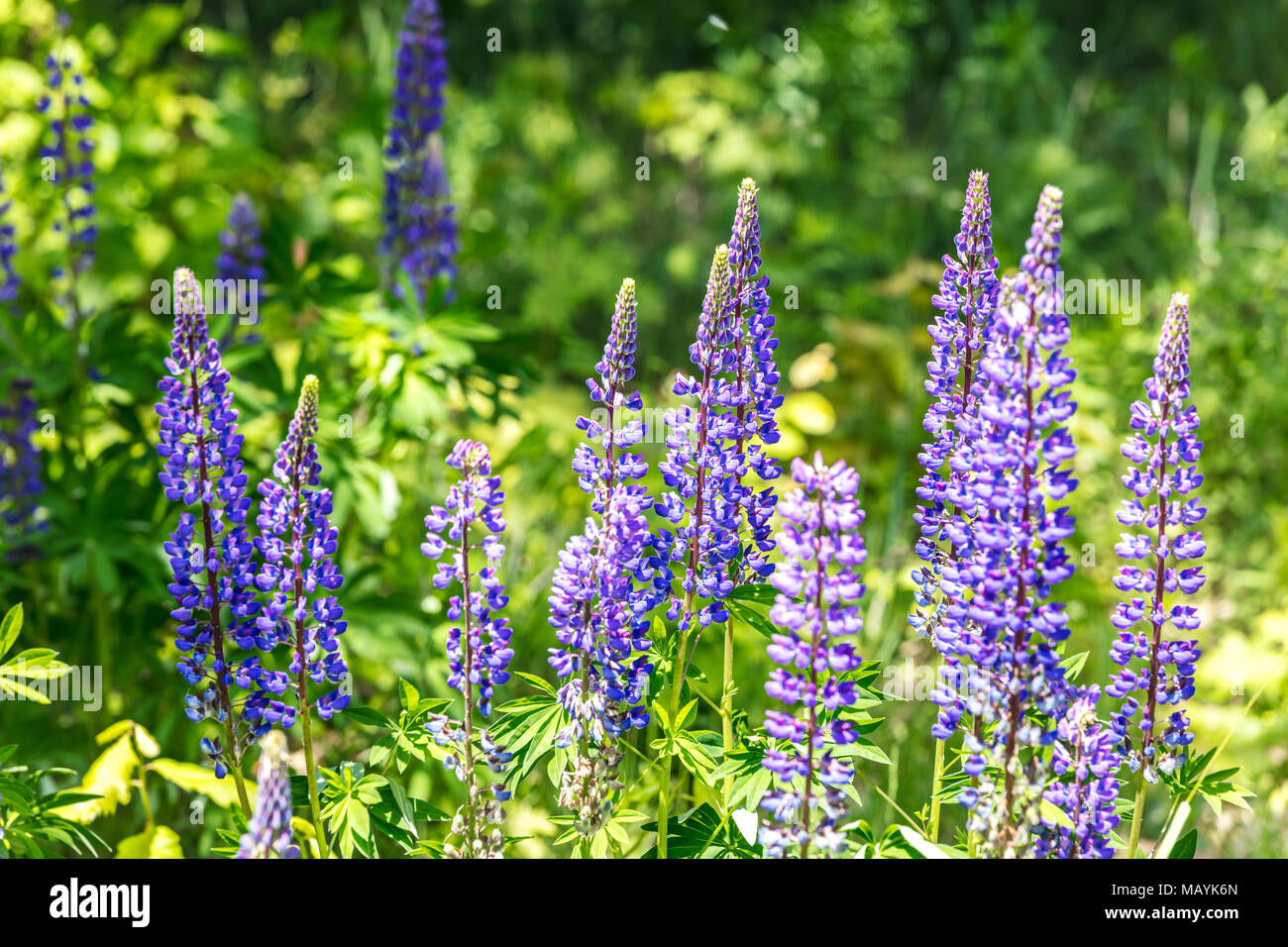 Campo di lupino con viola e azzurro fiori. fiore fiori selvatici in  primavera Foto stock - Alamy