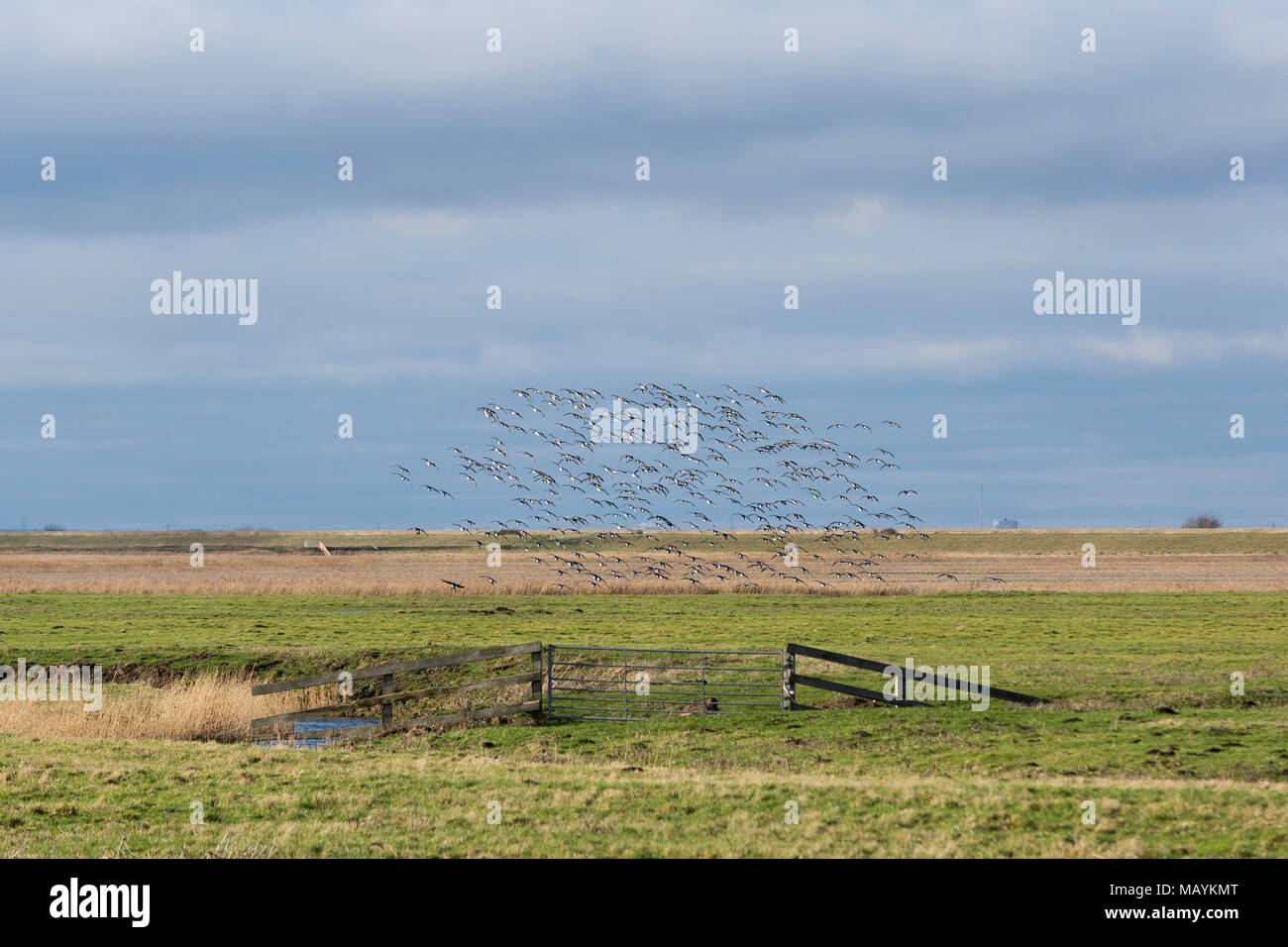 Vicino a Seasalter e Graveney sulla costa della contea del Kent settentrionale, il potenziale sito di Cleve Solar Farm. Foto Stock