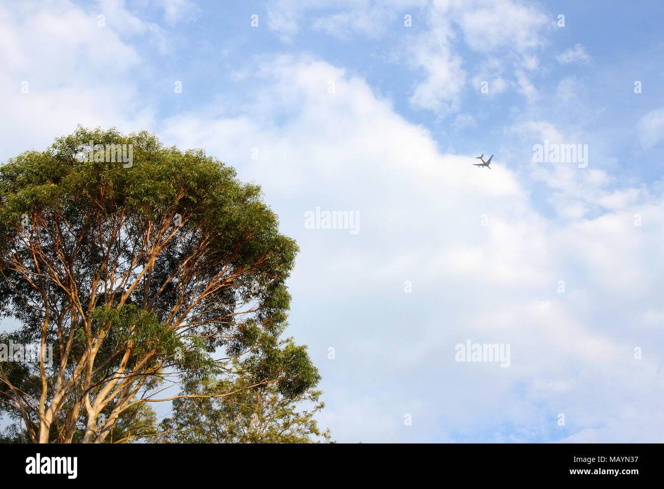 Volo aereo passato un albero Foto Stock