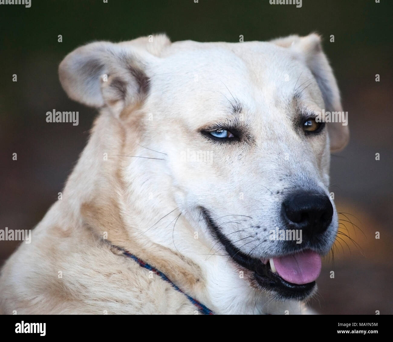 Faccia domestica del cane con un occhio blu ed un occhio marrone, una condizione denominata eterocromia Foto Stock