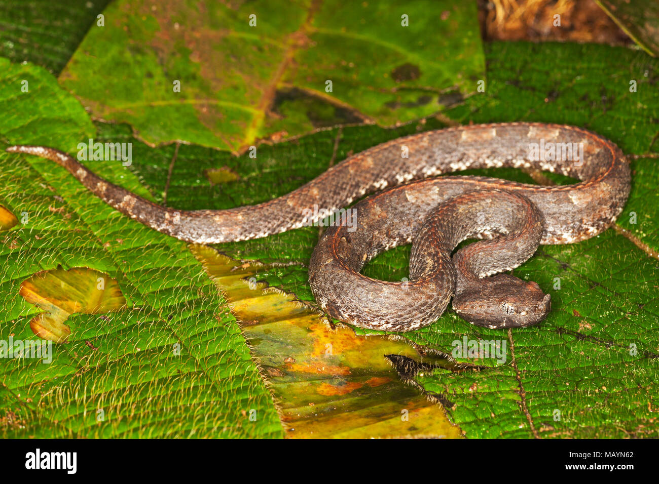 Rainforest Hog-nosed Pit Viper (Porthidium nasutum) Sul pavimento della foresta pluviale in Costa Rica Foto Stock