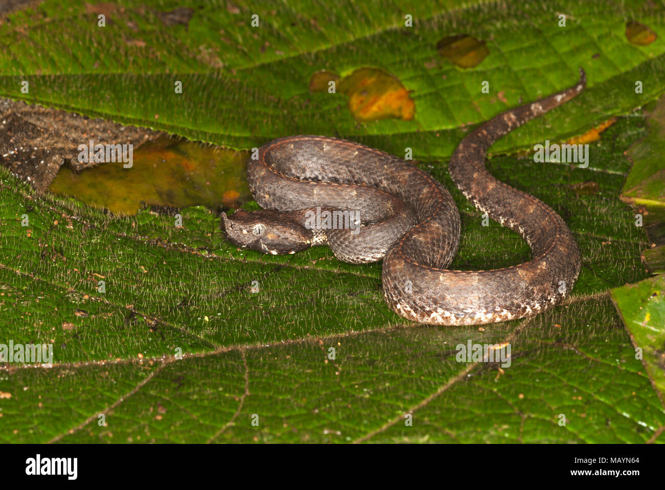 Rainforest Hog-nosed Pit Viper (Porthidium nasutum) Sul pavimento della foresta pluviale in Costa Rica Foto Stock