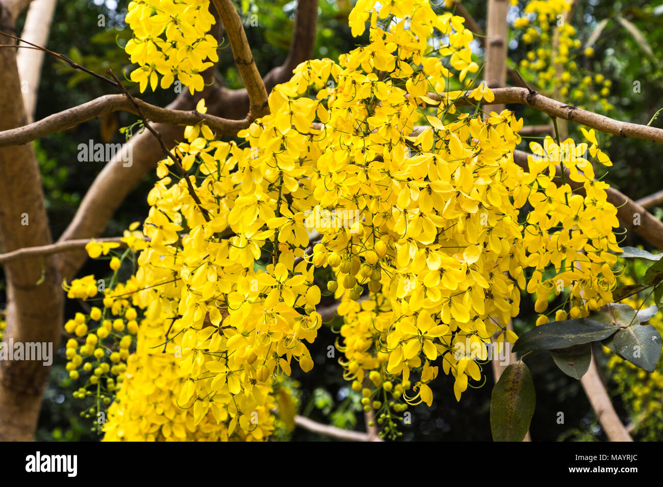 Grappolo di fiori gialli appesi da un grande albero verde Foto stock - Alamy