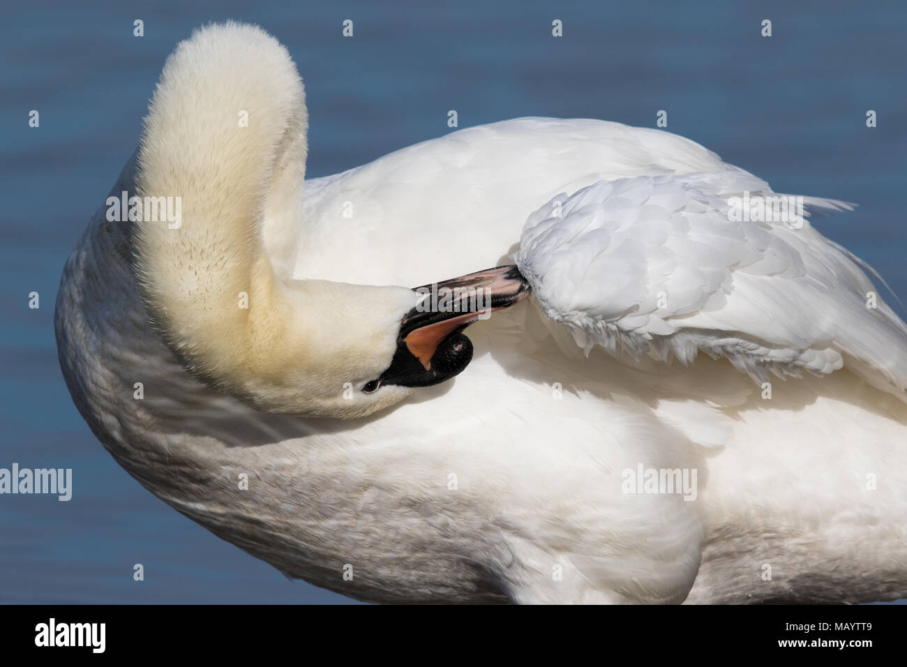 Colpo di testa di un adulto Cigno (Cygnus olor) preening la sua ala piume Foto Stock