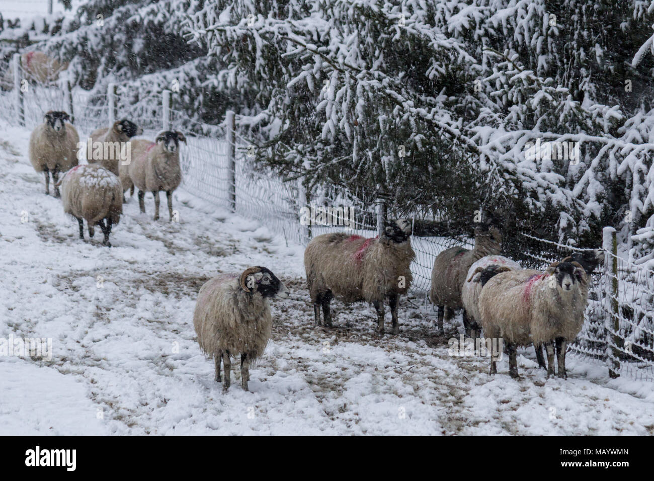 Swaledale pecore nella neve Foto Stock