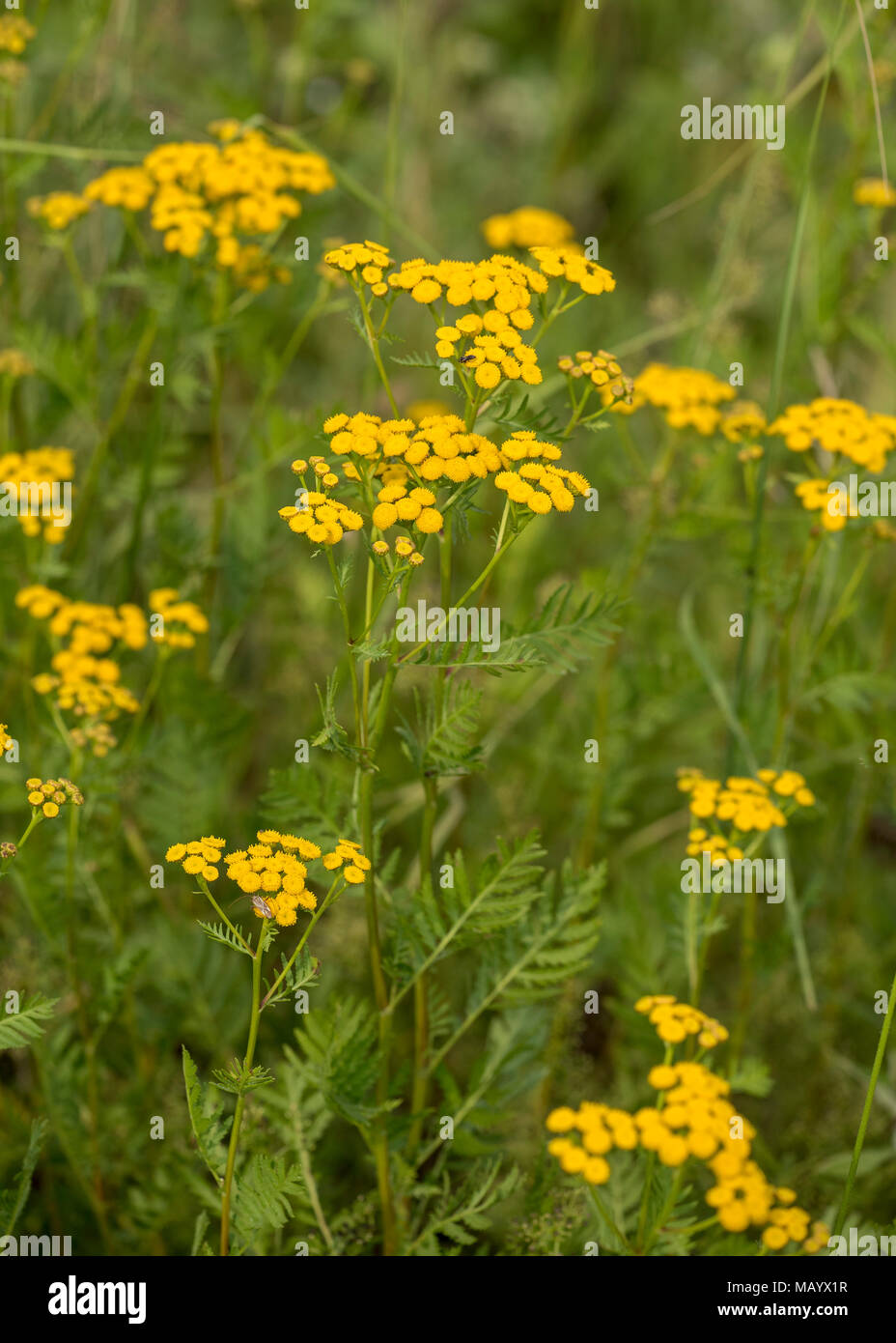 Tansy (Tanacetum vulgare), fiorisce, Burgenland, Austria Foto Stock