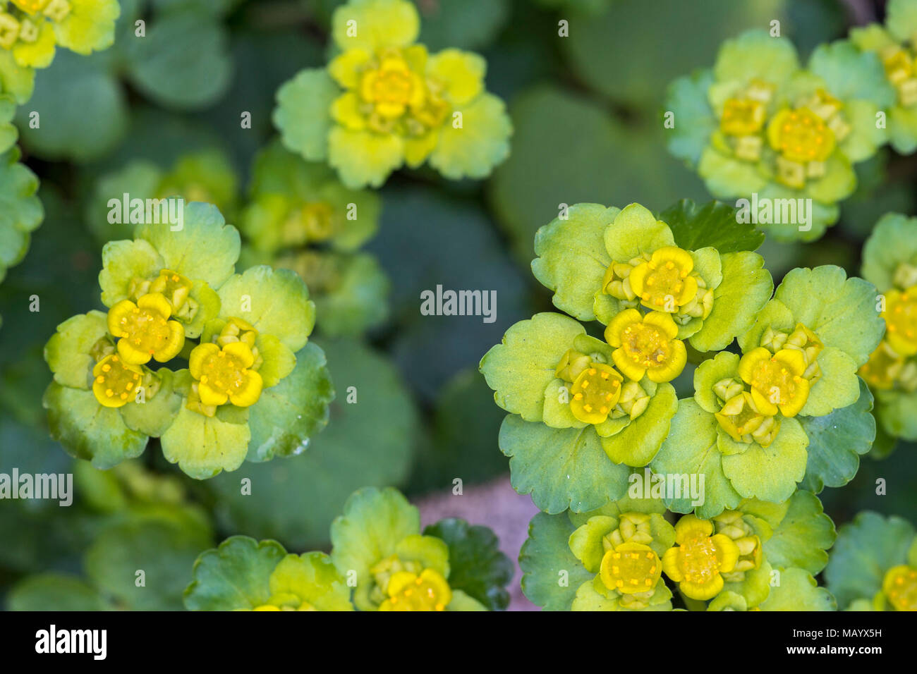 Alternate-lasciava golden sassifraga (Chrysosplenium alternifolium), fiorisce, close-up, Carinzia, Austria Foto Stock