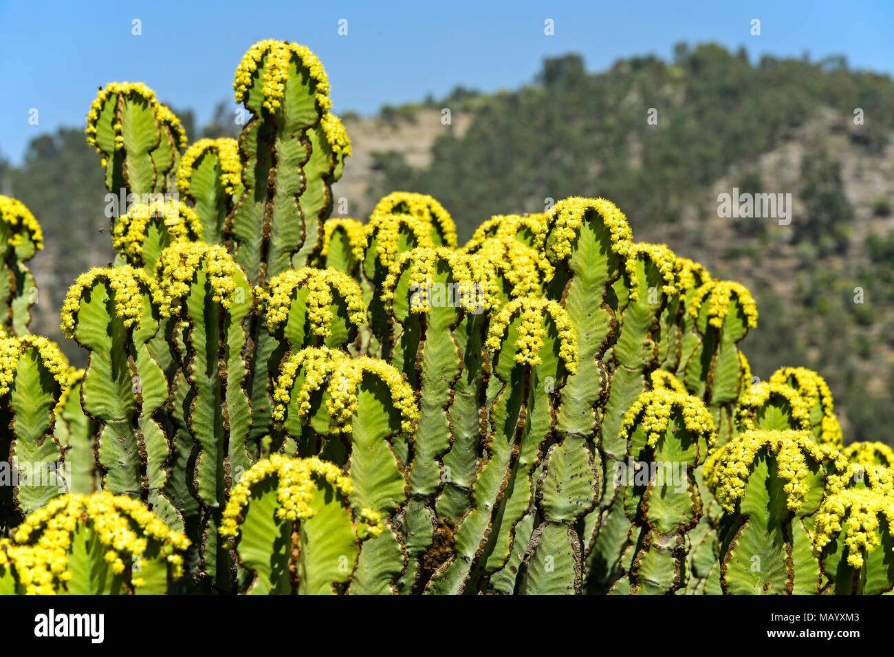 Fioritura candelabri tree (Euphorbia candelabro), fiori gialli, Tigray Provincia, Etiopia Foto Stock