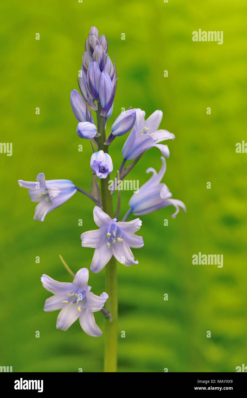 Spagnolo (bluebell Hyacinthoides hispanica), Infiorescenza, Nord Reno-Westfalia, Germania Foto Stock