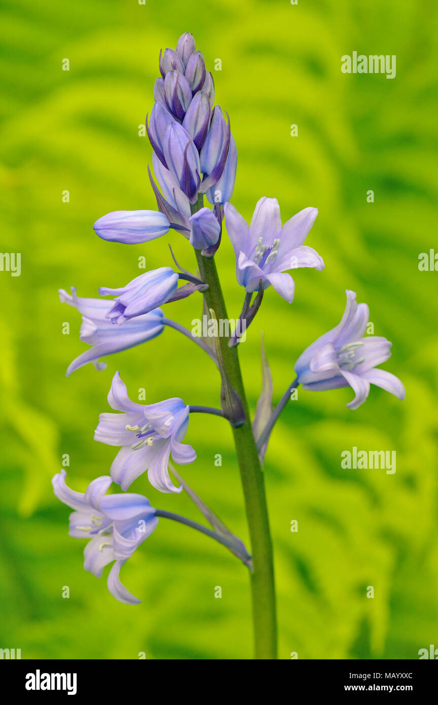 Spagnolo (bluebell Hyacinthoides hispanica), Infiorescenza, Nord Reno-Westfalia, Germania Foto Stock