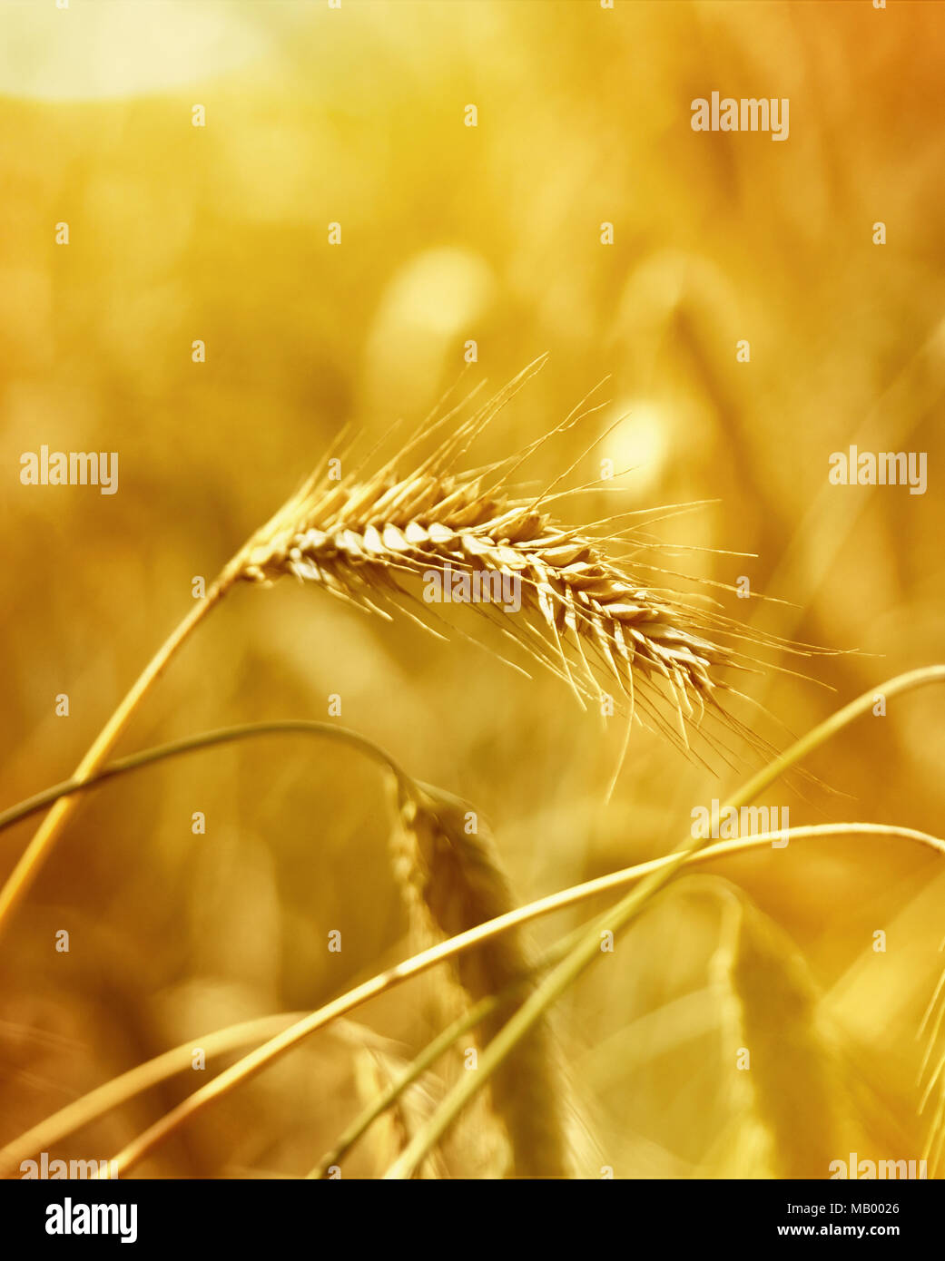 Scena al tramonto di un campo di grano o di orzo mature. Orecchio di segale o orzo, cereali piante in golden sun. Foto Stock