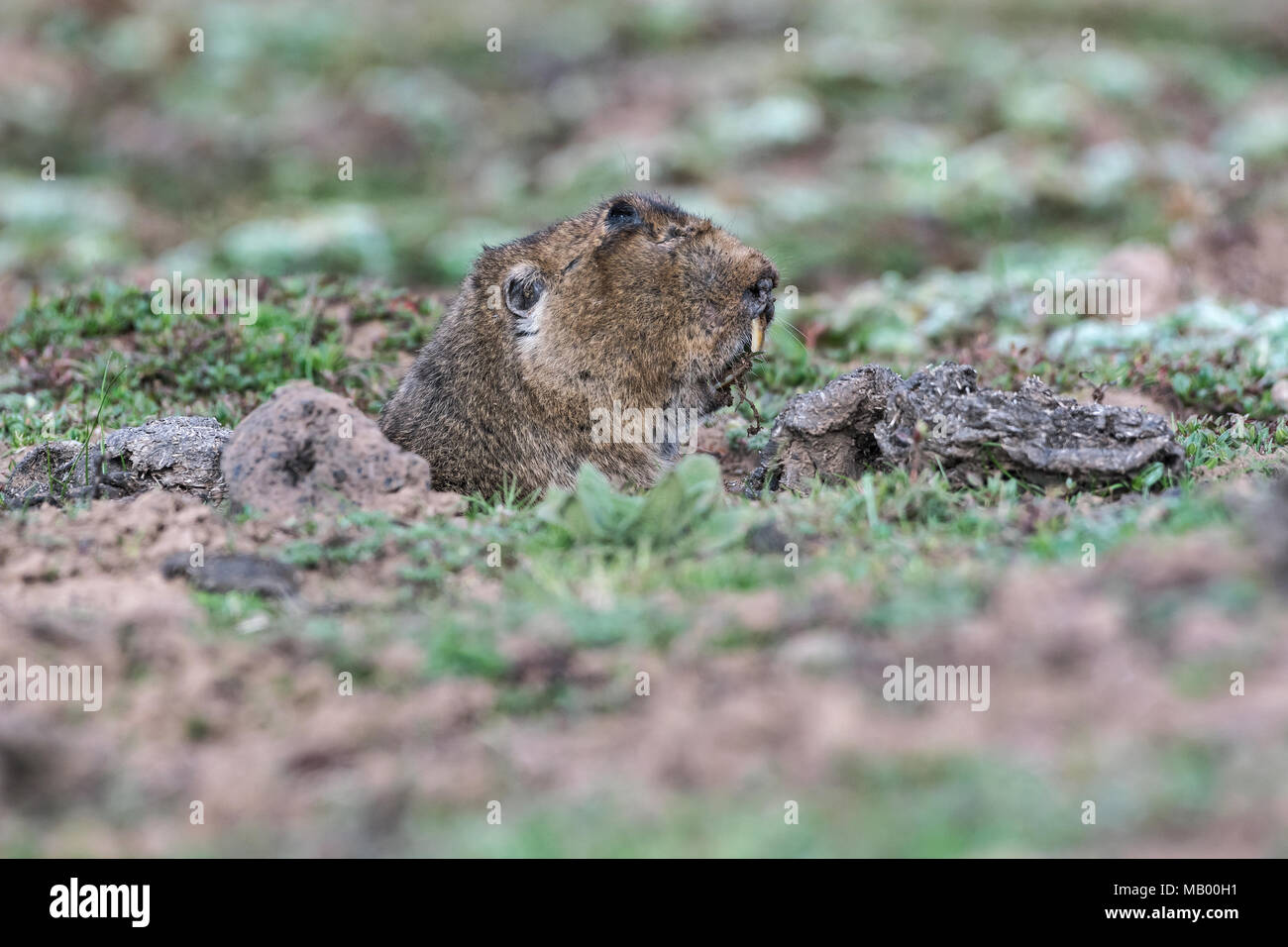 Grande capo-Mole-RAT (Tachyoryctes macrocephalous), Sanetti plateau, Etiopia Foto Stock