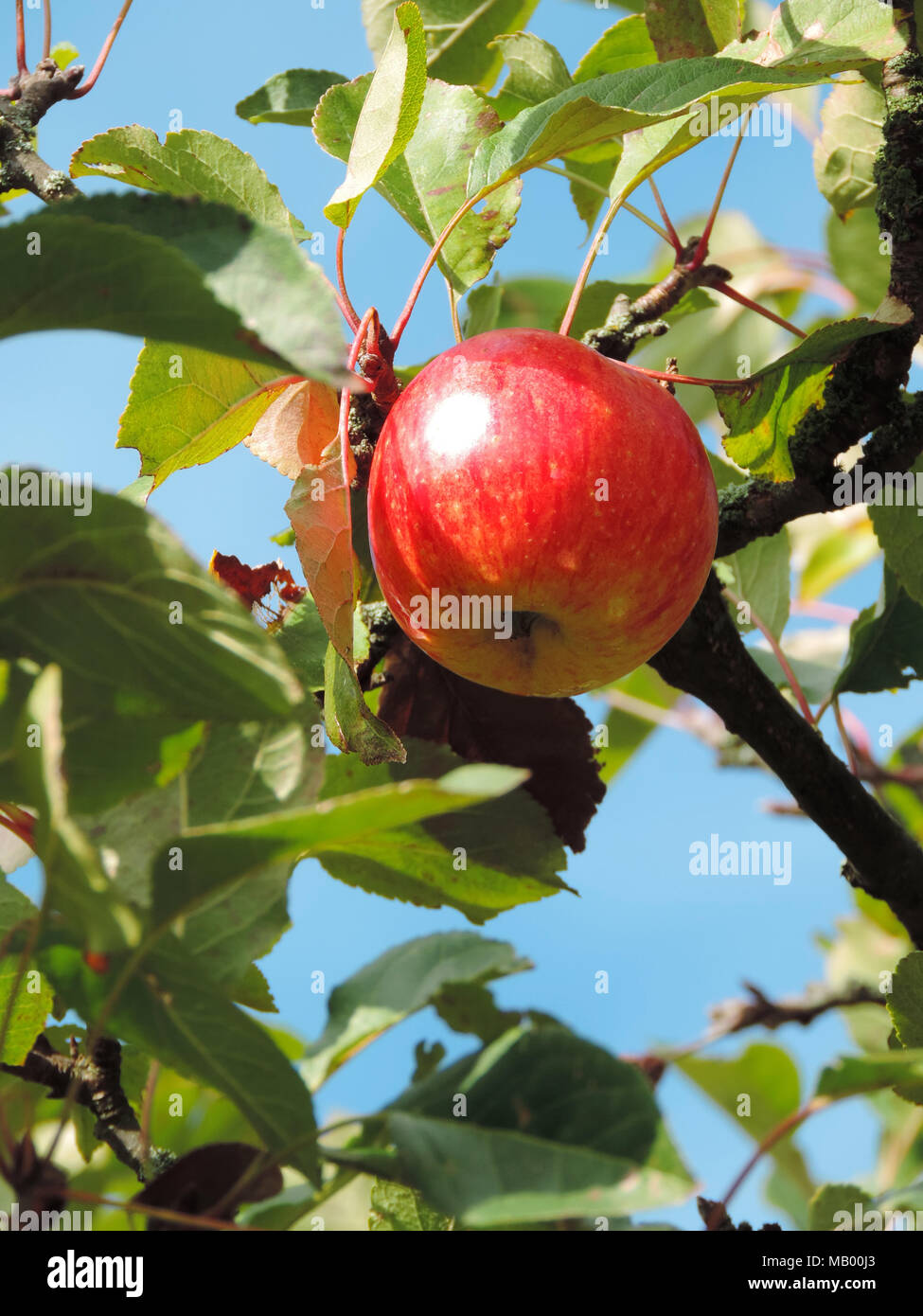 Apple rosso appeso a un albero di mele. Mela matura,harvest tema. Foto Stock