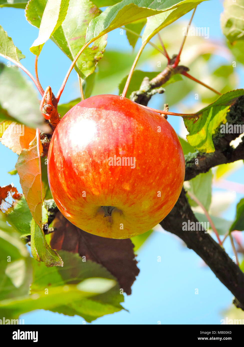Apple rosso appeso a un albero di mele. Mela matura,harvest tema. Foto Stock