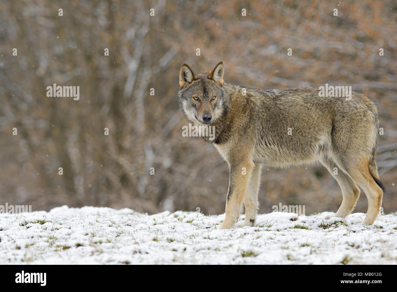 Eurasian Lupo (Canis lupus lupus) su una radura in inverno, Foresta dei Carpazi, Foresta dei Carpazi, Polonia Foto Stock