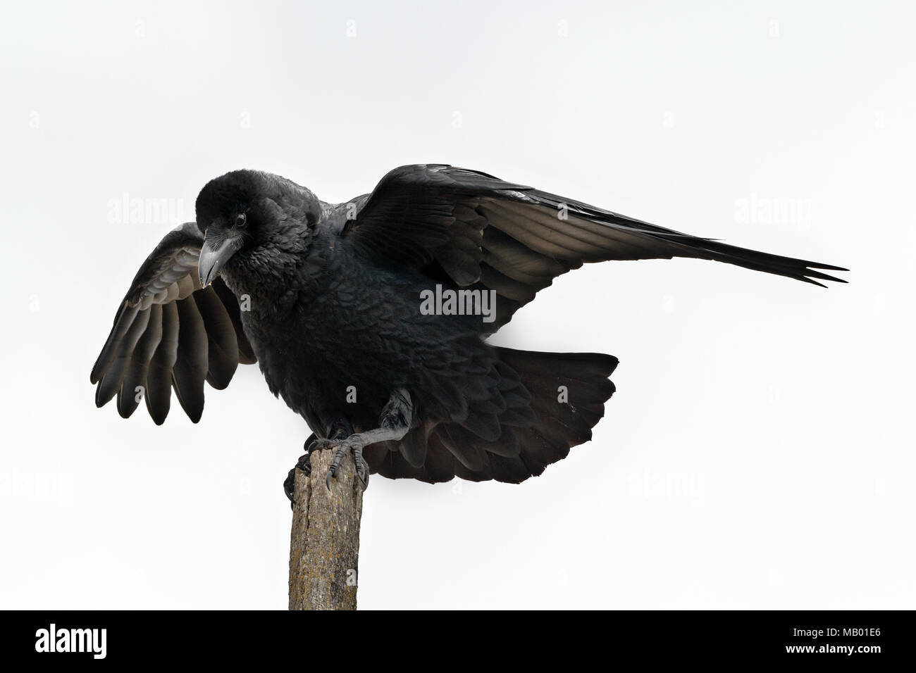 Fan-tailed Corvo Imperiale (Corvus rhipidurus), Sanetti plateau, Etiopia Foto Stock