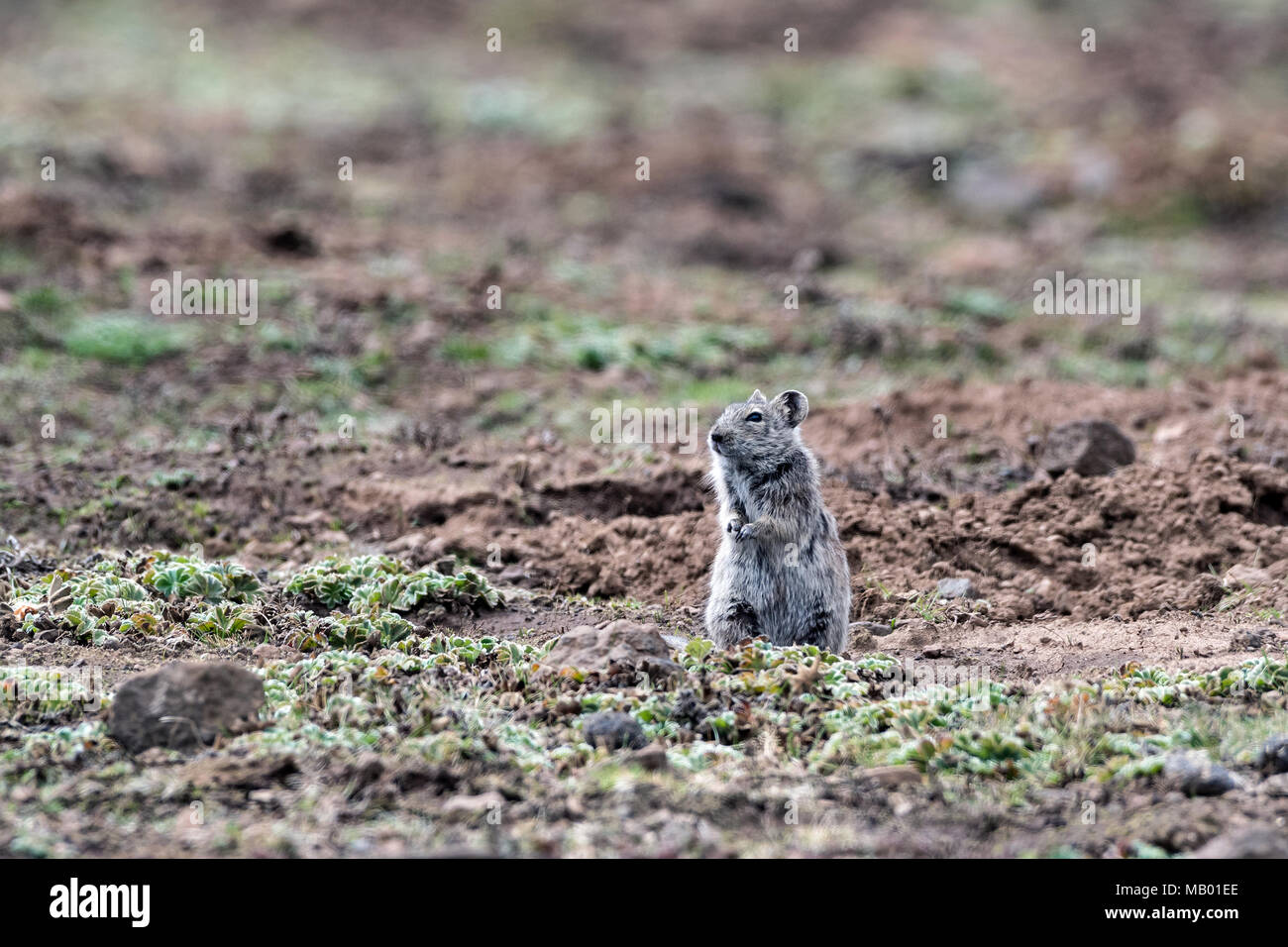 Blicks erba-RAT (Arvicanthis blicki), Sanetti plateau, Etiopia Foto Stock