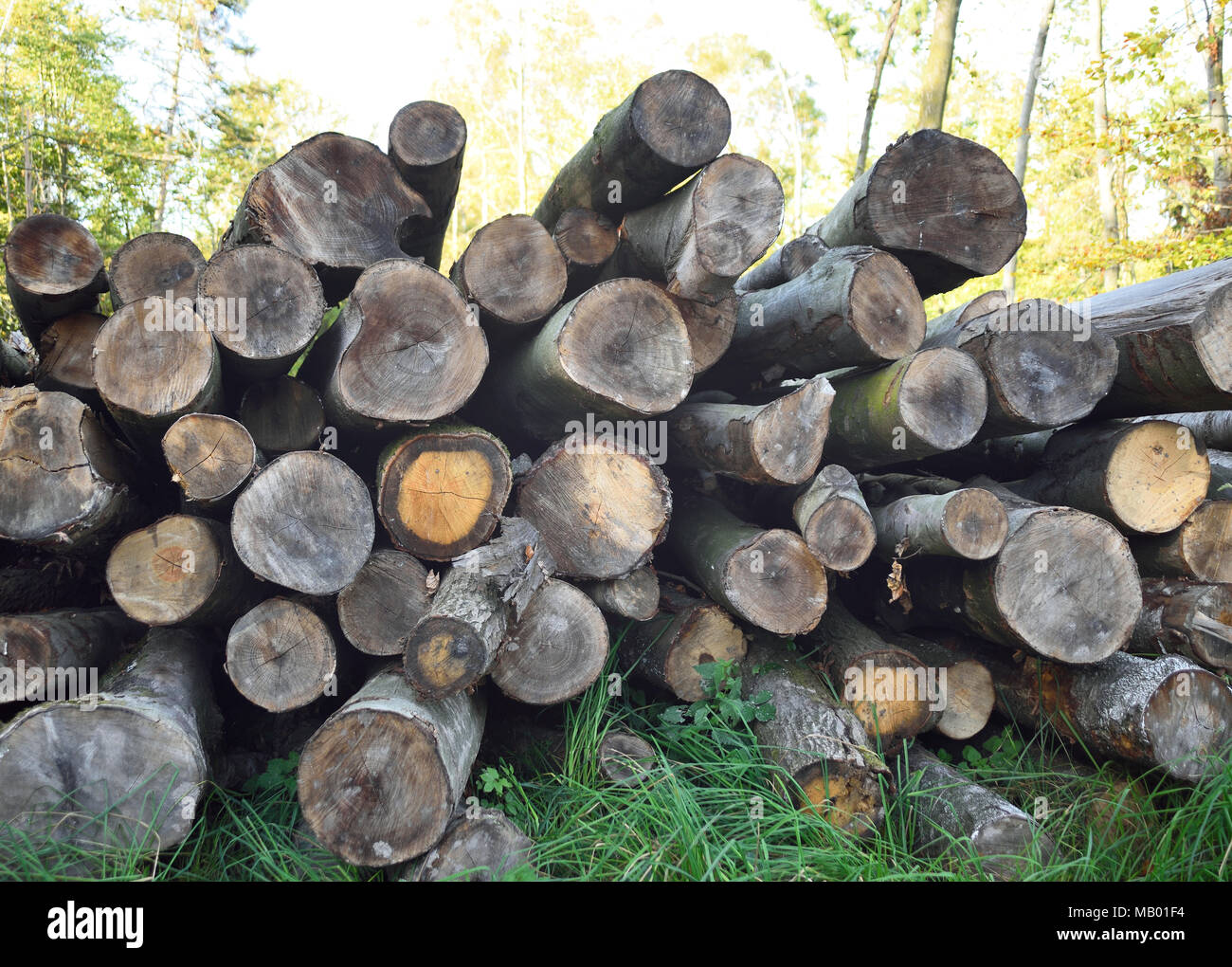 Tronchi di albero o palo di legno ho una foresta. Industria del legname in scena con impilati pezzi di legno. Foto Stock