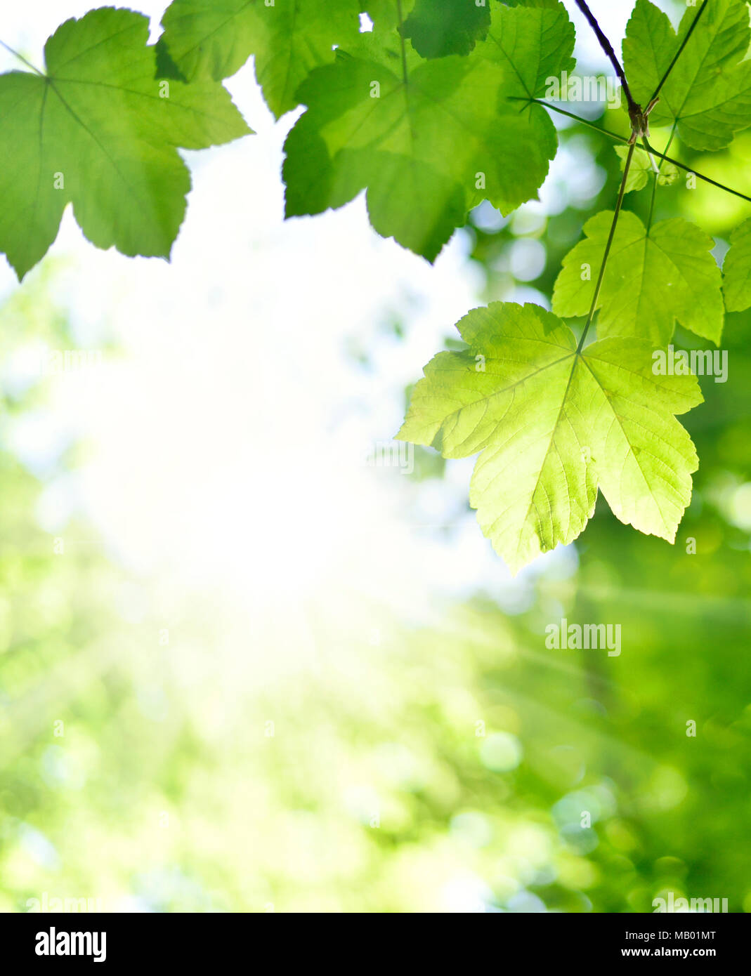 Foglie verdi di sfondo o la molla dello sfondo con la luce del sole e il fuoco selettivo. Montagna Verde foglie di acero in sun con copia spazio. Cornice natura. Foto Stock