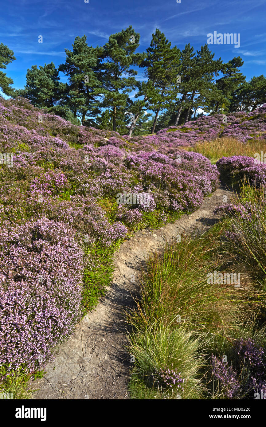 Un percorso che conduce attraverso la heather a Ilkley Moor. Foto Stock