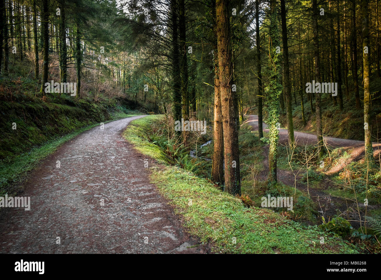 Una via che corre attraverso boschi di Cardinham in Bodmin in Cornovaglia. Foto Stock