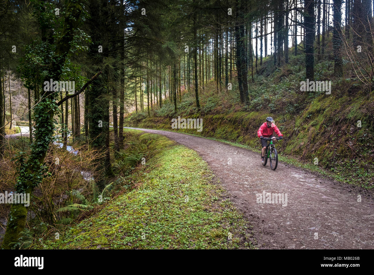 Un mountain biker in sella lungo una via che corre attraverso boschi di Cardinham in Bodmin in Cornovaglia. Foto Stock