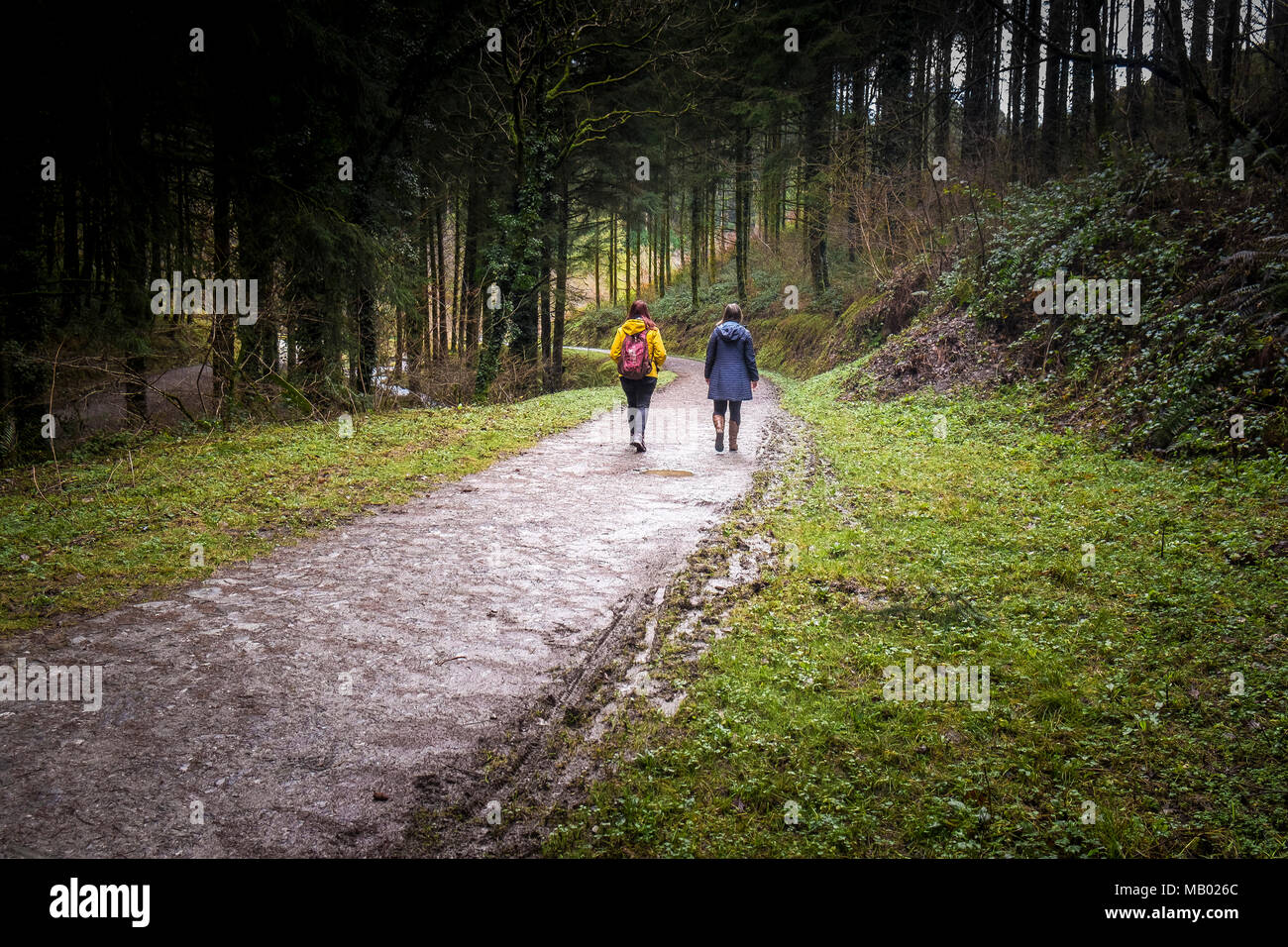 Due persone a piedi lungo una via in Cardinham boschi in Bodmin in Cornovaglia. Foto Stock
