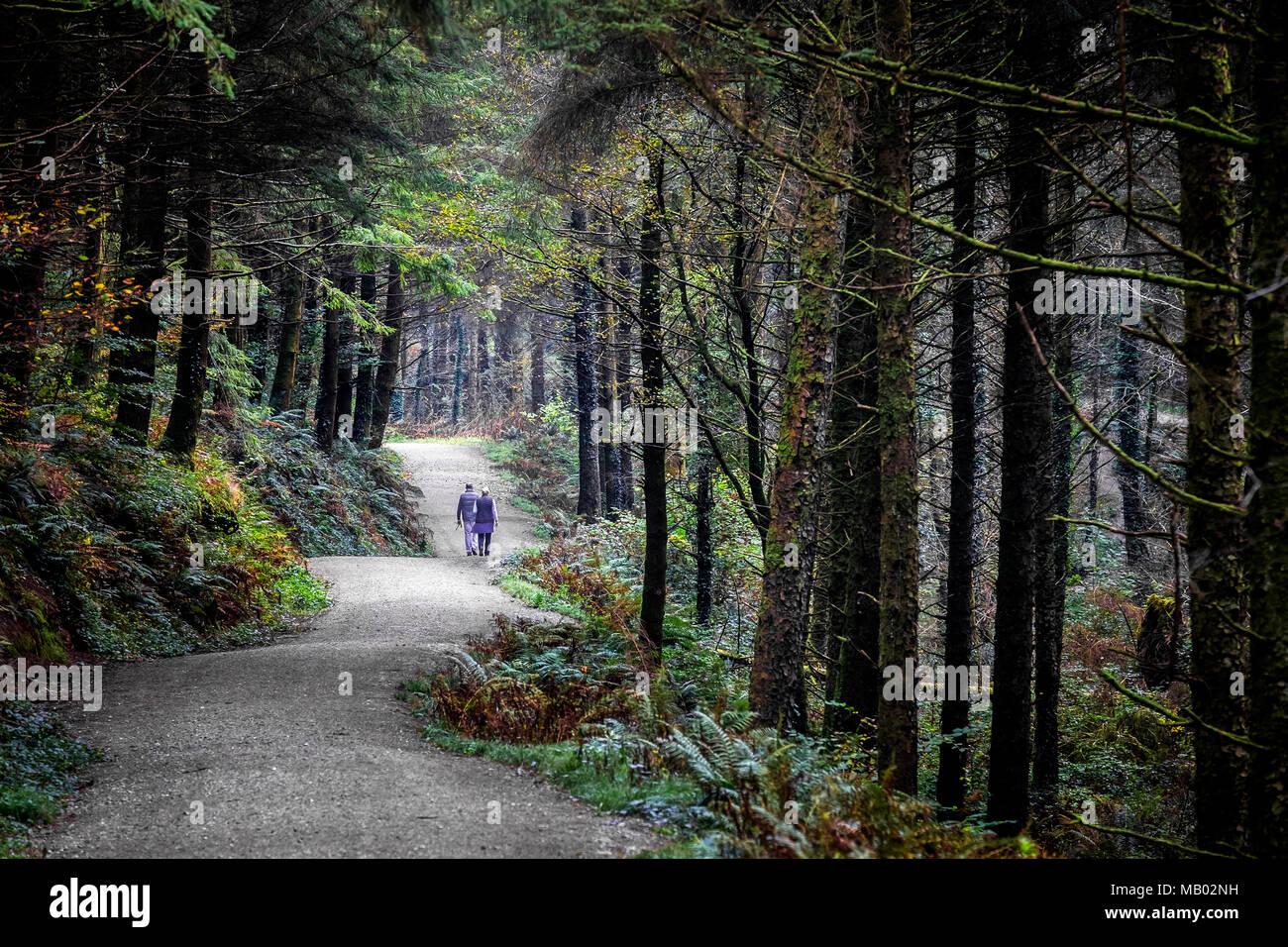 Un giovane a piedi lungo una via che corre attraverso boschi di Cardinham in Bodmin in Cornovaglia. Foto Stock