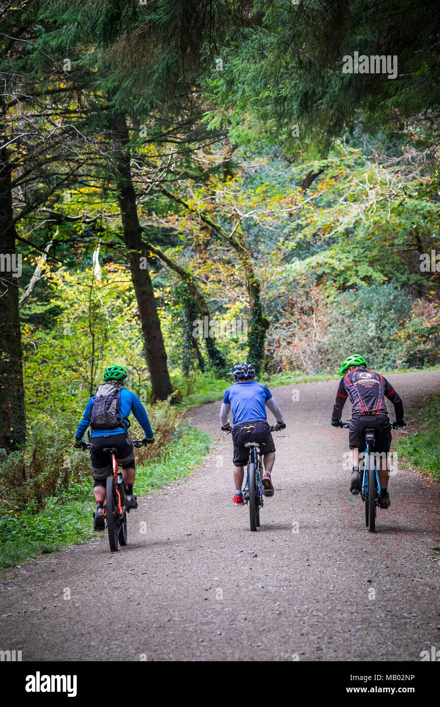 Gli amanti della mountain bike a cavallo lungo una via in boschi Cardinham in Cornovaglia. Foto Stock