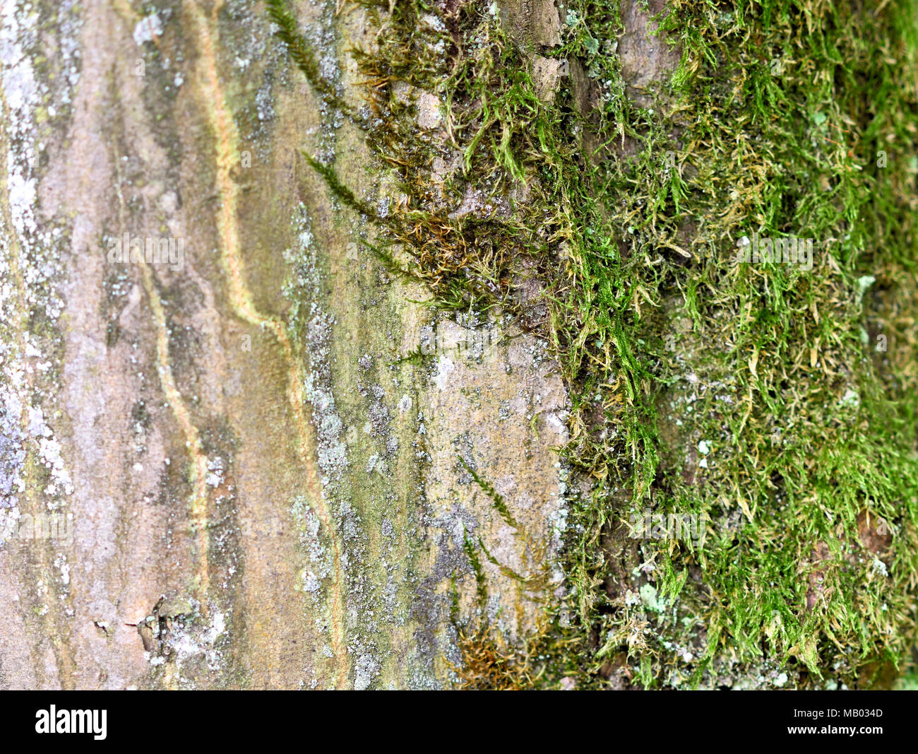 Tronco di quercia, corteccia texture o tronco di albero dello sfondo. Foto Stock